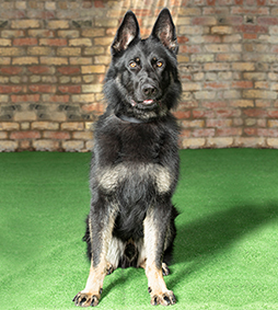 Bax- German Shepherd Protection Dogs