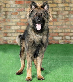 German Shepherd for Sale