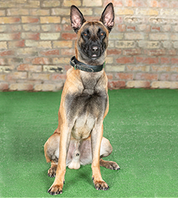 Sold-Belgium Malinois 