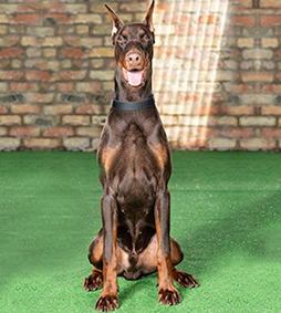 Dobermans for Sale