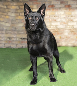 Blade- Trained German Shepherd