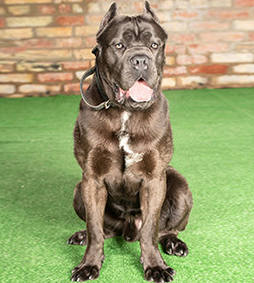 Mishko Cane Corso for Sale