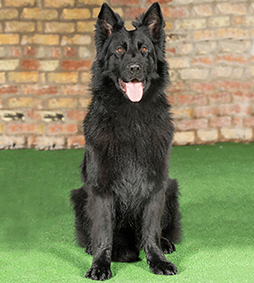 Pablo Protectio dog Sold