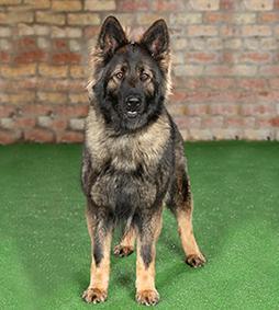 Pria- Elite Dogs for sale