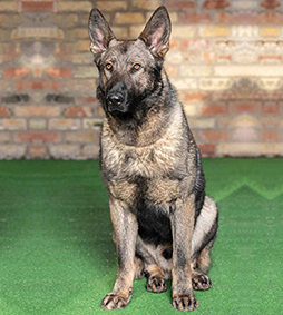 Rolex German Shepherd Sold